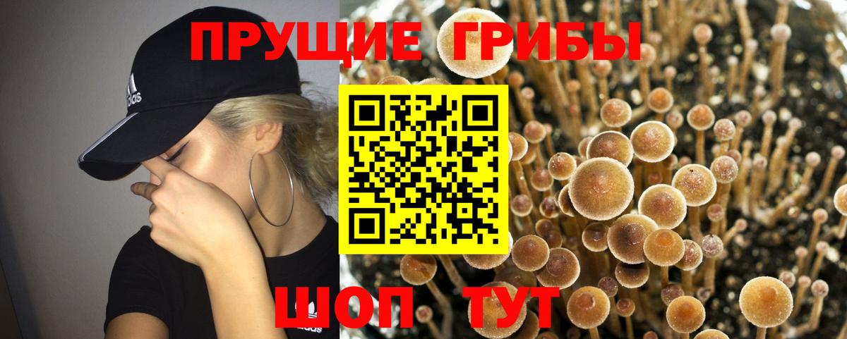 Псилоцибиновые грибы Psilocybine cubensis Партизанск